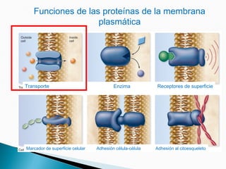 Funciones de las proteínas de la membrana
plasmática
Transporte Enzima Receptores de superficie
Marcador de superficie celular Adhesión célula-célula Adhesión al citoesqueleto
 