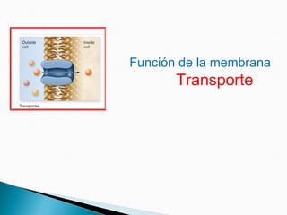 Función de la membrana
Transporte
 