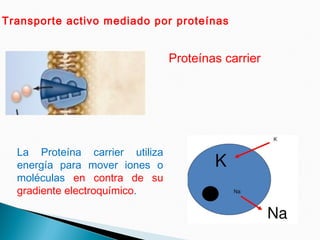 Transporte activo mediado por proteínas
Proteínas carrier
La Proteína carrier utiliza
energía para mover iones o
moléculas en contra de su
gradiente electroquímico.
 
