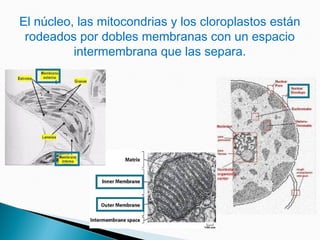 El núcleo, las mitocondrias y los cloroplastos están
rodeados por dobles membranas con un espacio
intermembrana que las separa.
 
