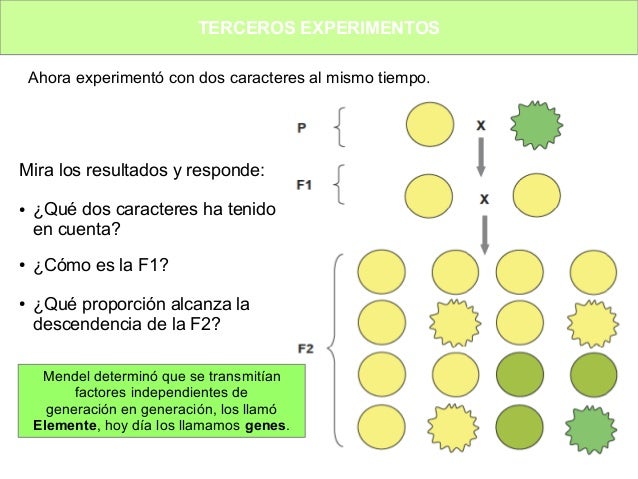 Tema 3 Experimentos de Mendel