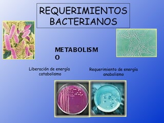 REQUERIMIENTOS
       BACTERIANOS

             ME TA BOLIS M
             O
Liberación de energía   Requerimiento de energía
     catabolismo               anabolismo
 