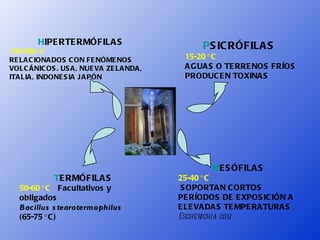 HIPE RTE RMÓFILA S                       PS IC RÓFILA S
150-500 ° C
RE LA C IONA DOS C ON FE NÓME NOS           15-20 ° C
VOLC ÁNIC OS . US A , NUE VA ZE LA NDA ,    A G UA S O TE RRE NOS FRÍOS
ITA LIA , INDONE S IA J A PÓN               PRODUC E N TOXINA S




                                                   ME S ÓFILA S
             TE RMÓFILA S                  25-40 ° C
   50-60 ° C Facultativos y                 S OPORTA N C ORTOS
   obligados                               PE RÍODOS DE E XPOS IC IÓN A
   Bacillus s tearotermophilus             E LE VA DA S TE MPE RA TURA S
   (65-75 ° C )                            Escherichia coli
 