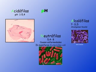Acidófilas        pH
  pH 1-5,4

                                                   Alcalófilas
                                                   7- 11,5
                                                   Alcaligenes fecalis



                 Neutrófilas
                        5,4- 8
                 Causan enfermedades
             En mamíferos Escherichia coli               Vibrio cholerae 
 