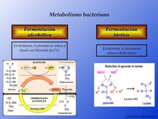 Metabolismo bacteriano

       Fermentación                               Fermentación 
        alcohólica                                   láctica

En levaduras, el piruvato se reduce a 
                                                En bacterias, el piruvato se 
    etanol con liberación de CO2
                                                  reduce a ácido láctico




                                  Piruvato 
                                decarboxilasa

                                                                Lactato DH


           Alcohol DH

                                                                Fosforilación a nivle de sustrato
 