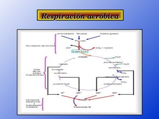 Respiración aeróbica
 