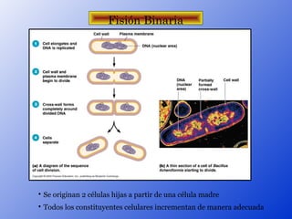 Fisión Binaria





    Se originan 2 células hijas a partir de una célula madre

    Todos los constituyentes celulares incrementan de manera adecuada
 