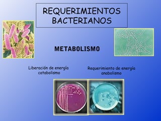 REQUERIMIENTOS
         BACTERIANOS


             METABOLISMO

Liberación de energía   Requerimiento de energía
     catabolismo               anabolismo
 