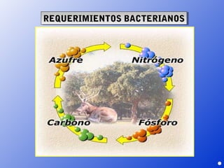 REQUERIMIENTOS BACTERIANOS
REQUERIMIENTOS BACTERIANOS
 