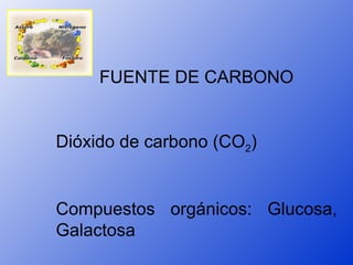 FUENTE DE CARBONO


Dióxido de carbono (CO2)


Compuestos orgánicos: Glucosa,
Galactosa
 