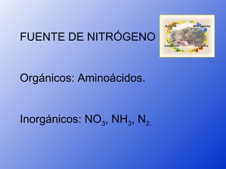 FUENTE DE NITRÓGENO


Orgánicos: Aminoácidos.


Inorgánicos: NO3, NH3, N2.
 