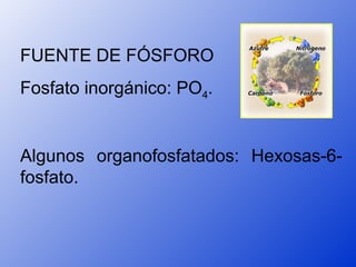 FUENTE DE FÓSFORO
Fosfato inorgánico: PO4.


Algunos organofosfatados: Hexosas-6-
fosfato.
 