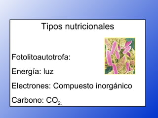 Tipos nutricionales


Fotolitoautotrofa:
Energía: luz
Electrones: Compuesto inorgánico
Carbono: CO2.
 
