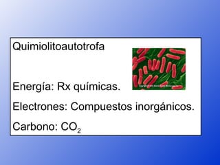 Quimiolitoautotrofa


Energía: Rx químicas.
Electrones: Compuestos inorgánicos.
Carbono: CO2
 