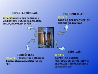 HIPERTERMÓFILAS                     PSICRÓFILAS
150-500 °C
RELACIONADOS CON FENÓMENOS              15-20 °C
VOLCÁNICOS. USA, NUEVA ZELANDA,         AGUAS O TERRENOS FRÍOS
ITALIA, INDONESIA JAPÓN                 PRODUCEN TOXINAS




                                             MESÓFILAS
           TERMÓFILAS                 25-40 °C
  50-60 °C Facultativos y obligados   SOPORTAN CORTOS
  Bacillus stearotermophilus (65-75   PERÍODOS DE EXPOSICIÓN A
  °C)                                 ELEVADAS TEMPERATURAS
                                      Escherichia coli
 