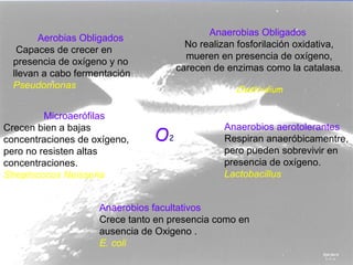 Anaerobias Obligados
        Aerobias Obligados
                                       No realizan fosforilación oxidativa,
   Capaces de crecer en
                                       mueren en presencia de oxígeno,
  presencia de oxígeno y no
                                     carecen de enzimas como la catalasa.
  llevan a cabo fermentación
  Pseudomonas                                     Clostridium

         Microaerófilas
                                                Anaerobios aerotolerantes
                                O2
Crecen bien a bajas
concentraciones de oxígeno,                     Respiran anaeróbicamentre,
pero no resisten altas                          pero pueden sobrevivir en
concentraciones.                                presencia de oxígeno.
Streptococos Neisseria                          Lactobacillus


                     Anaerobios facultativos
                     Crece tanto en presencia como en
                     ausencia de Oxigeno .
                     E. coli
 