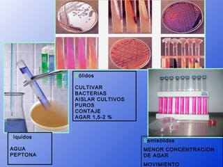 Sólidos

           CULTIVAR
           BACTERIAS
           AISLAR CULTIVOS
           PUROS
           CONTAJE
           AGAR 1,5-2 %



Líquidos
                             Semisólidos
AGUA                         MENOR CONCENTRACION
PEPTONA                      DE AGAR
                             MOVIMIENTO
 