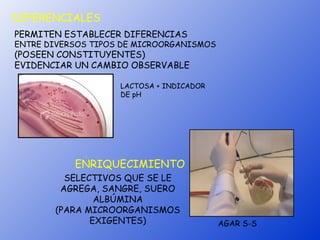 DIFERENCIALES
PERMITEN ESTABLECER DIFERENCIAS
ENTRE DIVERSOS TIPOS DE MICROORGANISMOS
(POSEEN CONSTITUYENTES)
EVIDENCIAR UN CAMBIO OBSERVABLE

                    LACTOSA + INDICADOR
                    DE pH




           ENRIQUECIMIENTO
         SELECTIVOS QUE SE LE
        AGREGA, SANGRE, SUERO
               ALBÚMINA
       (PARA MICROORGANISMOS
              EXIGENTES)                  AGAR S-S
 