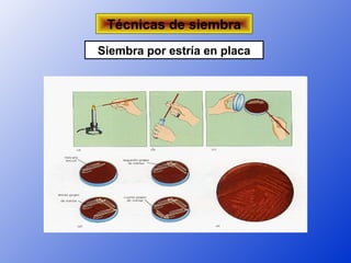 Técnicas de siembra
Siembra por estría en placa
 