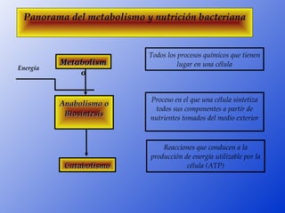 Panorama del metabolismo y nutrición bacteriana


                           Todos los procesos químicos que tienen 
          Metabolism                 lugar en una célula
Energía
              o


                           Proceso en el que una célula sintetiza 
          Anabolismo o
                            todos sus componentes a partir de 
           Biosíntesis
                           nutrientes tomados del medio exterior



                               Reacciones que conducen a la 
                           producción de energía utilizable por la 
           Catabolismo                 célula (ATP)
 