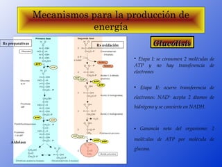 Mecanismos para la producción de
                             energía
Rx preparativas                Rx oxidación              Glucólisis
                                              
                                                 Etapa  I:  se  consumen  2  moléculas  de 
                                              ATP  y  no  hay  transferencia  de 
                                              electrones

                                              
                                                 Etapa  II:  ocurre  transferencia  de 
                                              electrones:  NAD+  acepta  2  átomos  de 
                                              hidrógeno y se convierte en NADH. 



                                              
                                                
                                                   Ganancia  neta  del  organismo:  2 

                                              moléculas  de  ATP  por  molécula  de 
    Aldolasa
                                              glucosa.
 