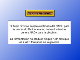 Fermentación


El ácido pirúvico acepta electrones del NADH para
   formar ácido láctico, etanol, butanol, mientras
          genera NAD+ para la glicolisis.

La fermentación no produce ningún ATP más que
       los 2 ATP formados en la glicolisis.
 