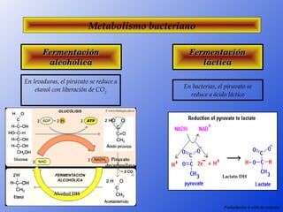 Metabolismo bacteriano

       Fermentación                               Fermentación 
        alcohólica                                   láctica

En levaduras, el piruvato se reduce a 
                                                En bacterias, el piruvato se 
    etanol con liberación de CO2
                                                  reduce a ácido láctico




                                  Piruvato 
                                decarboxilasa

                                                                Lactato DH


           Alcohol DH

                                                                Fosforilación a nivle de sustrato
 