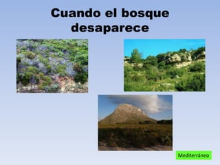 Cuando el bosque
desaparece

Mediterráneo

 