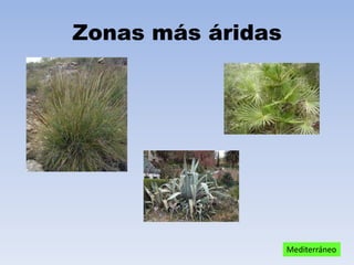 Zonas más áridas

Mediterráneo

 