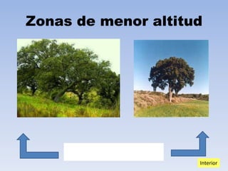Zonas de menor altitud

ZONAS MÁS FRÍAS
Interior

 