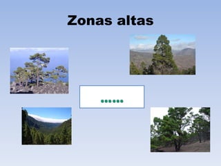 Zonas altas

 