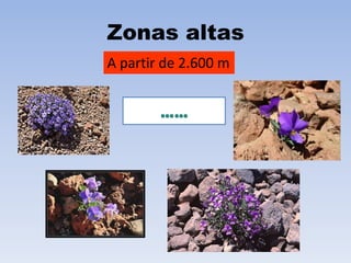 Zonas altas
A partir de 2.600 m

 