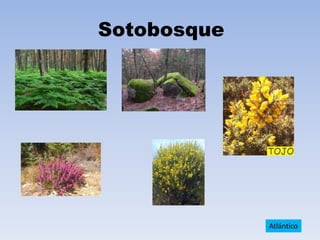 Sotobosque

Atlántico

 