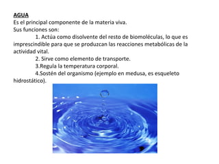 AGUA
Es el principal componente de la materia viva.
Sus funciones son:
1. Actúa como disolvente del resto de biomoléculas, lo que es
imprescindible para que se produzcan las reacciones metabólicas de la
actividad vital.
2. Sirve como elemento de transporte.
3.Regula la temperatura corporal.
4.Sostén del organismo (ejemplo en medusa, es esqueleto
hidrostático).
 