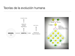Teorías de la evolución humana


            de padres a hijos




              explica los
               cambios            color, forma,...
             ﬁlogenéticos




                                   herencia de
   MENDEL    GENÉTICA
                                rasgos fenotípicos
    1865
 