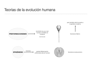 Teorías de la evolución humana


                                                             pero también abrió la puerta a
                                                                 la genética moderna




                                  el embrión es ya un ser
                                   humano completo en
  PREFORMACIONISMO                      miniatura                 favorecía el ﬁjismo

                                        (humúnculo)




                  Aristóteles     gradual diferenciación
     EPIGÉNESIS                 embrionaria del ser humano
                                                              favorecía el evolucionismo
 