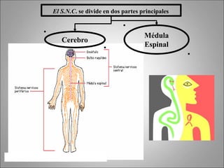 El S.N.C. se divide en dos partes principales
Médula
Espinal
Cerebro
 