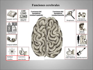 Habilidad
Científica
Control de la
mano derecha
Funciones cerebrales
 