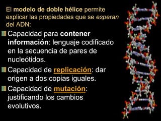 El modelo de doble hélice permite
explicar las propiedades que se esperan
del ADN:
Capacidad para contener
información: lenguaje codificado
en la secuencia de pares de
nucleótidos.
Capacidad de replicación: dar
origen a dos copias iguales.
Capacidad de mutación:
justificando los cambios
evolutivos.
 