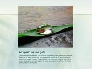 Atrapado en una gota
La foto es de Roy Debasis, y la tomó en Asansol (la India). Mientras transfería
peces de un tazón a otro, Roy (un profesor de ciencia de 27 años) recibió la
inspiración para la imagen. Para realizarla compuso esta escena: una cría de
guppy atrapada en una única gota de agua, acunada en una brizna de hierba
sobre un banco de madera.
 