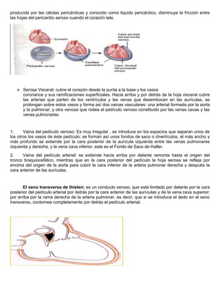 producida por las células pericárdicas y conocido como liquido pericárdico, disminuye la fricción entre 
las hojas del pericardio seroso cuando el corazón late. 
 Serosa Visceral: cubre el corazón desde la punta a la base y los vasos 
coronarios y sus ramificaciones superficiales. Hacia arriba y por detrás de la hoja visceral cubre 
las arterias que parten de los ventrículos y las venas que desembocan en las aurículas, se 
prolongan sobre estos vasos y forma así dos vainas vasculares: una arterial formada por la aorta 
y la pulmonar; y otra venosa que rodea el pedículo venoso constituido por las venas cavas y las 
venas pulmonares. 
1. Vaina del pedículo venoso: Es muy irregular , se introduce en los espacios que separan unos de 
los otros los vasos de éste pedículo; se forman así unos fondos de saco o divertículos, el más ancho y 
más profundo se extiende por la cara posterior de la aurícula izquierda entre las venas pulmonares 
izquierda y derecha, y la vena cava inferior, este es el Fondo de Saco de Haller. 
2. Vaina del pedículo arterial: se extiende hacia arriba por delante remonta hasta el origen del 
tronco braquiocefálico, mientras que en la cara posterior del pedículo la hoja serosa se refleja por 
encima del origen de la aorta para cubrir la cara inferior de la arteria pulmonar derecha y después la 
cara anterior de las aurículas. 
El seno transverso de thielen: es un conducto seroso, que está limitado por delante por la cara 
posterior del pedículo arterial por detrás por la cara anterior de las aurículas y de la vena cava superior; 
por arriba por la rama derecha de la arteria pulmonar, es decir, que si se introduce el dedo en el seno 
transverso, contornea completamente por detrás el pedículo arterial. 
 