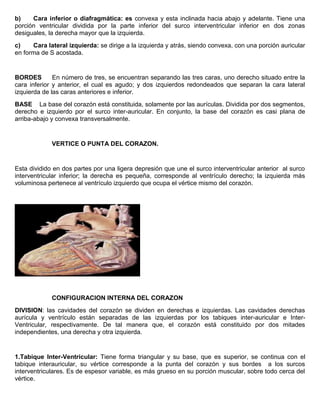 b) Cara inferior o diafragmática: es convexa y esta inclinada hacia abajo y adelante. Tiene una 
porción ventricular dividida por la parte inferior del surco interventricular inferior en dos zonas 
desiguales, la derecha mayor que la izquierda. 
c) Cara lateral izquierda: se dirige a la izquierda y atrás, siendo convexa, con una porción auricular 
en forma de S acostada. 
BORDES En número de tres, se encuentran separando las tres caras, uno derecho situado entre la 
cara inferior y anterior, el cual es agudo; y dos izquierdos redondeados que separan la cara lateral 
izquierda de las caras anteriores e inferior. 
BASE La base del corazón está constituida, solamente por las aurículas. Dividida por dos segmentos, 
derecho e izquierdo por el surco inter-auricular. En conjunto, la base del corazón es casi plana de 
arriba-abajo y convexa transversalmente. 
VERTICE O PUNTA DEL CORAZON. 
Esta dividido en dos partes por una ligera depresión que une el surco interventricular anterior al surco 
interventricular inferior; la derecha es pequeña, corresponde al ventrículo derecho; la izquierda más 
voluminosa pertenece al ventrículo izquierdo que ocupa el vértice mismo del corazón. 
CONFIGURACION INTERNA DEL CORAZON 
DIVISION: las cavidades del corazón se dividen en derechas e izquierdas. Las cavidades derechas 
aurícula y ventrículo están separadas de las izquierdas por los tabiques inter-auricular e Inter- 
Ventricular, respectivamente. De tal manera que, el corazón está constituido por dos mitades 
independientes, una derecha y otra izquierda. 
1.Tabique Inter-Ventricular: Tiene forma triangular y su base, que es superior, se continua con el 
tabique interauricular, su vértice corresponde a la punta del corazón y sus bordes a los surcos 
interventriculares. Es de espesor variable, es más grueso en su porción muscular, sobre todo cerca del 
vértice. 
 