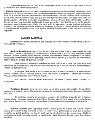 La porción membranosa del tabique está situada por debajo de las válvulas sigmoideas aorticas 
y tiene forma más oh menos redondeada. 
2.Tabique inter-auricular: es una membrana delgada que separa las dos aurículas; se continua hacia 
delante con el tabique Inter-Ventricular, pero el resto del contorno se une a la pared de las aurículas a 
nivel del surco inter-auricular. Está orientado de manera oblicua, con una cara que mira a la derecha, 
hacia arriba y hacia adelante; y otra cara que mira a la izquierda, hacia atrás y un poco hacia abajo. En 
la región postero-inferior de la cara derecha del tabique se encuentra una depresión llamada Fosa Oval, 
la cual es una zona deprimida, adelgazada, limitada por arriba y por delante por un borde saliente, 
arqueado, cóncavo hacia atrás y abajo, que es el anillo de Vieussens. La cara izquierda del tabique 
Inter-Auricular presenta hacia arriba y adelante, un pliegue arciforme, el pliegue semilunar el cual limita 
a la izquierda con la hendidura que pone algunas veces en comunicación, la fosa oval con la aurícula 
izquierda. 
CAMARAS CARDIACAS 
El corazón tiene cuatro cámaras, las dos cámaras superiores son las aurículas (atrios) y las dos 
inferiores los ventrículos. 
•Aurícula Derecha (atrio derecho) recibe sangre de tres venas: la vena cava superior, la vena 
cava inferior, y el seno coronario. Las paredes anterior y posterior de la aurícula derecha difieren mucho 
entre sí. La pared posterior es lisa; la pared posterior es trabeculada, debido a la presencia de crestas 
musculares denominadas músculos pectíneos entre la aurícula derecha y la izquierda se encuentra un 
tabique delgado, llamado tabique inter-auricular. 
Una formación anatómica importante de este tabique es la fosa oval (depresión oval 
remanente del foramen oval), una comunicación interauricular en el corazón fetal que normalmente de 
cierraluego del nacimiento. 
La sangre pasa desde la aurícula derecha hacia el ventrículo derecho a través de una 
válvula llamada VálvulaTricúspide porque tiene tres valvas o cúspides. También se denomina 
VálvulaAuriculoventricular o atrioventricular derecha. 
Las válvulas cardiacas están compuestas de tejido conectivo denso cubierto por 
Endocardio. 
•Ventrículo Derecho: forma la mayor parte de la cara anterior del corazón. En su interior 
contiene una serie de relieves formados por haces de fibras musculares cardiacas llamados trabéculas 
carnosas. 
El ventrículo derecho se encuentra separado del ventrículo izquierdo por el tabique 
interventricular. La sangre pasa desde el ventrículo derecho, a través de la válvula pulmonar hacia una 
gran arteria, llamada tronco pulmonar, que se divide en las arterias pulmonares derecha e izquierda. 
•Aurícula izquierda (atrio izquierdo): forma la mayor parte de la base del corazón. Recibe 
sangre proveniente de los pulmones a través de cuatro venas pulmonares. Al igual que la aurícula 
derecha, su pared posterior es lisa al igual que la pared anterior. La sangre pasa desde la 
aurículaizquierda al ventrículo izquierdo a través de la válvula bicúspide, la cual posee dos valvas o 
cúspides. 
 