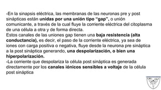 -En la sinapsis eléctrica, las membranas de las neuronas pre y post
sinápticas están unidas por una unión tipo “gap”, o unión
comunicante, a través de la cual fluye la corriente eléctrica del citoplasma
de una célula a otra y de forma directa.
Estos canales de las uniones gap tienen una baja resistencia (alta
conductancia), es decir, el paso de la corriente eléctrica, ya sea de
iones con carga positiva o negativa, fluye desde la neurona pre sináptica
a la post sináptica generando, una despolarización, o bien una
hiperpolarización.
-La corriente que despolariza la célula post sináptica es generada
directamente por los canales iónicos sensibles a voltaje de la célula
post sináptica
 
