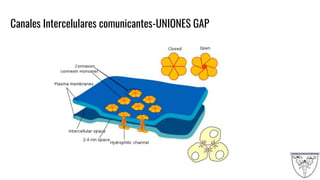 Canales Intercelulares comunicantes-UNIONES GAP
 