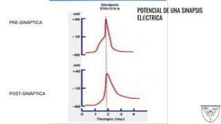 POTENCIAL DE UNA SINAPSIS
ELÉCTRICA
PRE-SINÁPTICA
POST-SINÁPTICA
 