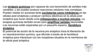 Las sinápsis químicas son capaces de una transmisión de señales más
variables, y así pueden producir reacciones celulares más complejas.
Pueden mediar en acciones tanto excitatorias como inhibidoras en las
células post sinápticas y producir cambios eléctricos en la célula post
sináptica que duran desde unos milisegundos a muchos minutos. La
sinapsis químicas también sirven para amplificar señales neuronales
Las neuronas están separadas por un pequeño espacio, Hendidura
sináptica
El potencial de acción de la neurona pre sináptica inicia la liberación de
un neurotransmisor químico, que difunde a través de la hendidura
sináptica para interactuar con los receptores situados en la membrana de
la célula post sináptica.
 