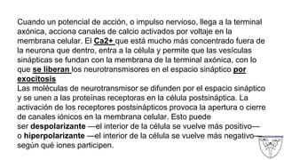 Cuando un potencial de acción, o impulso nervioso, llega a la terminal
axónica, acciona canales de calcio activados por voltaje en la
membrana celular. El Ca2+ que está mucho más concentrado fuera de
la neurona que dentro, entra a la célula y permite que las vesículas
sinápticas se fundan con la membrana de la terminal axónica, con lo
que se liberan los neurotransmisores en el espacio sináptico por
exocitosis
Las moléculas de neurotransmisor se difunden por el espacio sináptico
y se unen a las proteínas receptoras en la célula postsináptica. La
activación de los receptores postsinápticos provoca la apertura o cierre
de canales iónicos en la membrana celular. Esto puede
ser despolarizante —el interior de la célula se vuelve más positivo—
o hiperpolarizante —el interior de la célula se vuelve más negativo—
según qué iones participen.
 