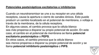 Potenciales postsinápticos excitatorios e inhibitorios
Cuando un neurotransmisor se une a su receptor en una célula
receptora, causa la apertura o cierre de canales iónicos. Esto puede
producir un cambio localizado en el potencial de membrana, o voltaje a
través de la membrana, de la célula receptora.
En algunos casos, el cambio provoca que la célula blanco
sea más propensa a disparar su propio potencial de acción. En este
caso, el cambio en el potencial de membrana se llama potencial
excitatorio postsináptico o PEPS.
En otros casos, el cambio provoca que la célula blanco
sea menos propensa a disparar su propio potencial de acción y se
llama potencial inhibitorio postsináptico o PIPS.
 