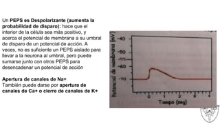 Un PEPS es Despolarizante (aumenta la
probabilidad de disparo): hace que el
interior de la célula sea más positivo, y
acerca el potencial de membrana a su umbral
de disparo de un potencial de acción. A
veces, no es suficiente un PEPS aislado para
llevar a la neurona al umbral, pero puede
sumarse junto con otros PEPS para
desencadenar un potencial de acción
Apertura de canales de Na+
También puede darse por apertura de
canales de Ca+ o cierre de canales de K+
 